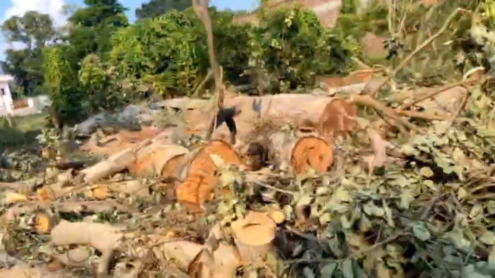 पेड़ कटे, विभाग सोते रहे – फिरोजपुर में हरियाली का हुआ ‘बलिदान’